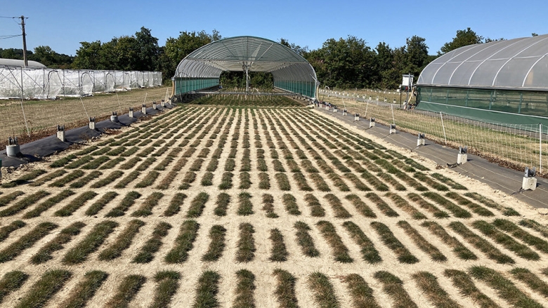 grass for tomorrow 2