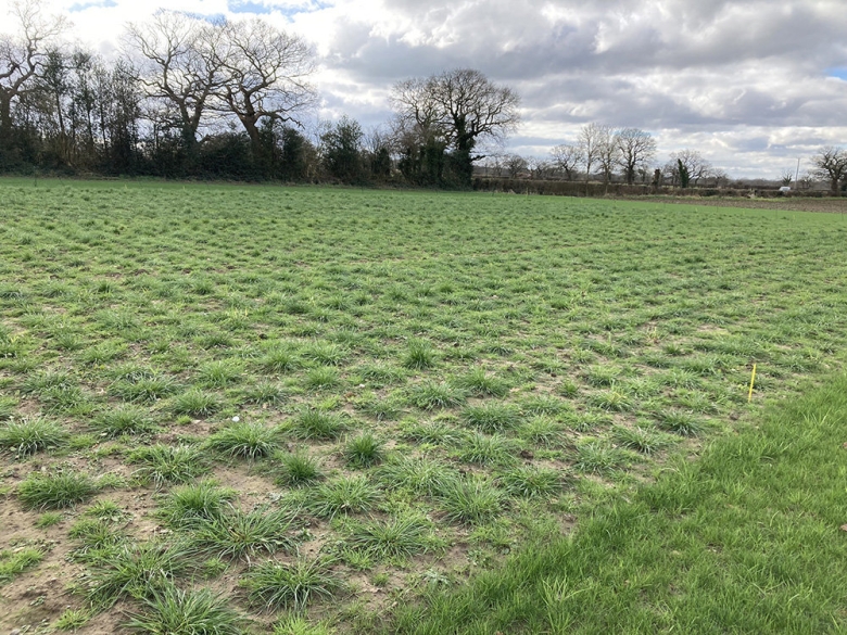 grass for tomorrow 4