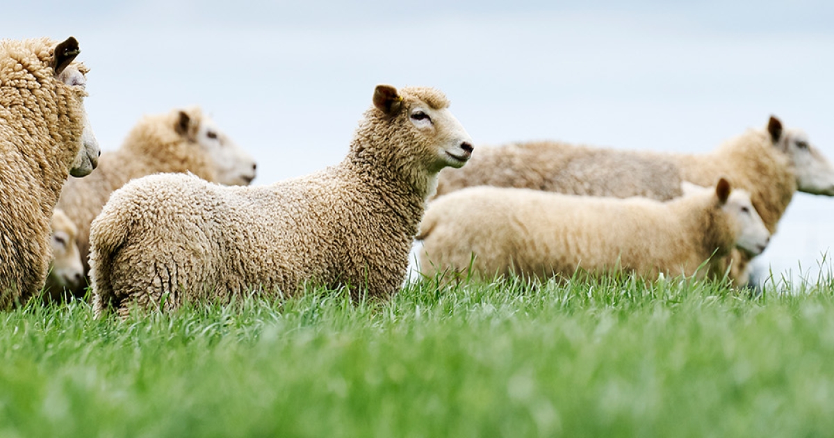 Ryegrass Staggers | Barenbrug